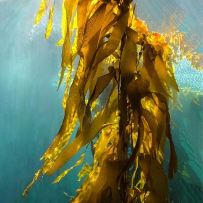 Our facial treatment products contain biocompatible active ingredients from seaweed